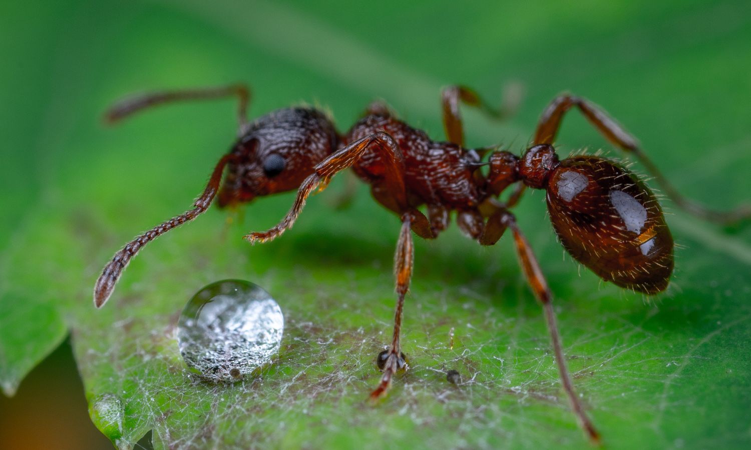 Ants