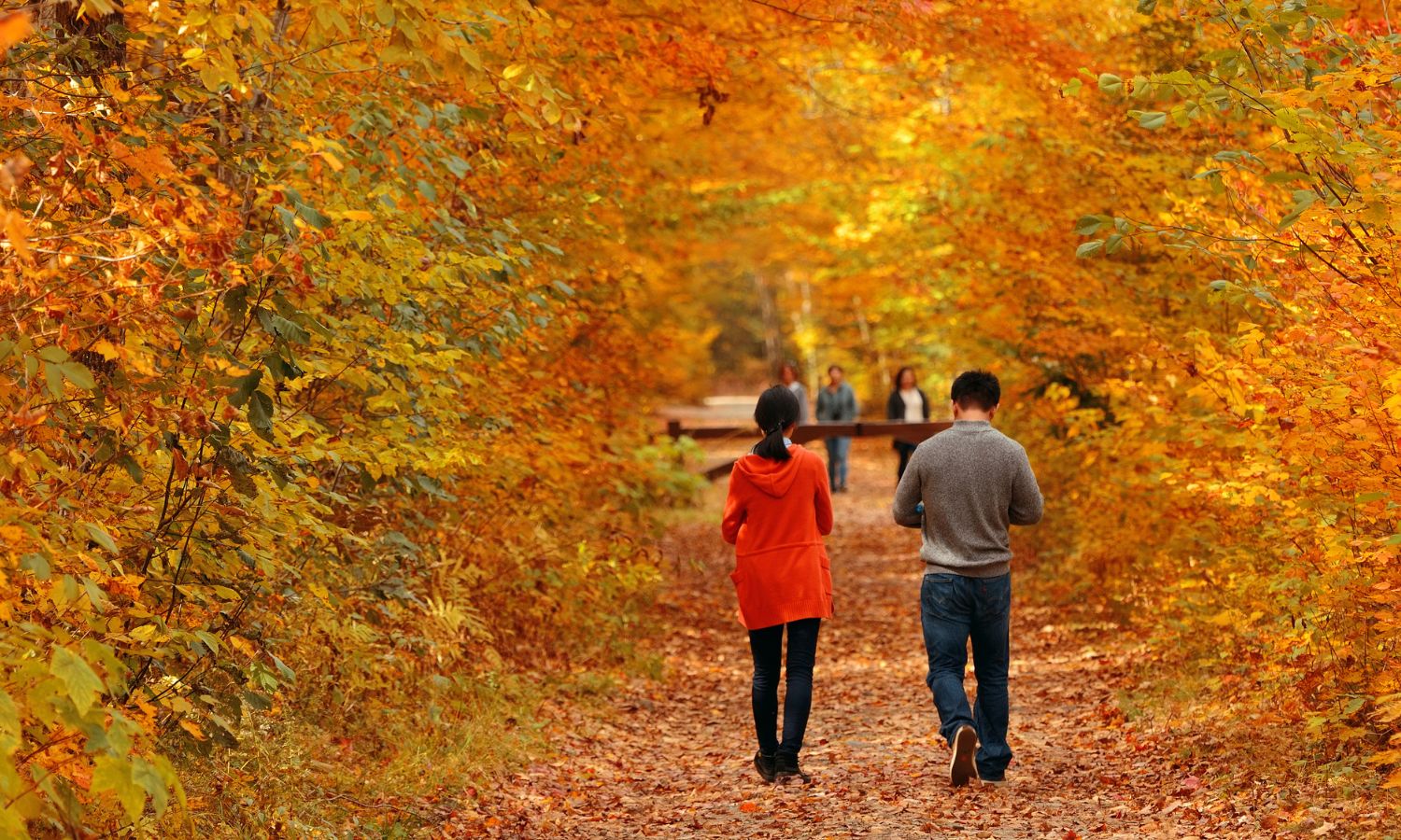 Autumn Woods