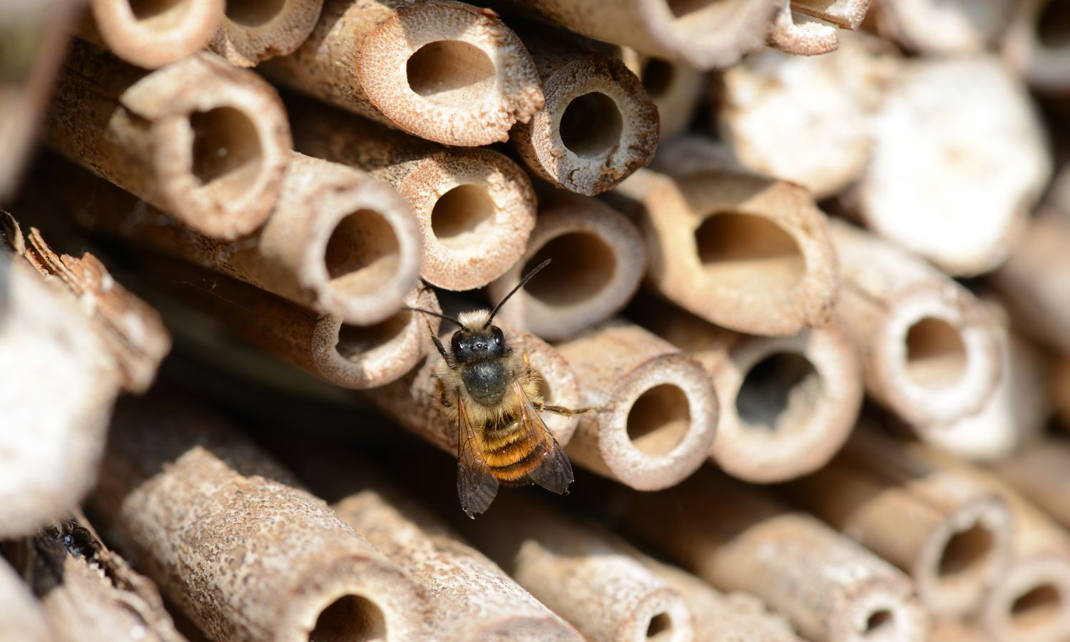Bee House