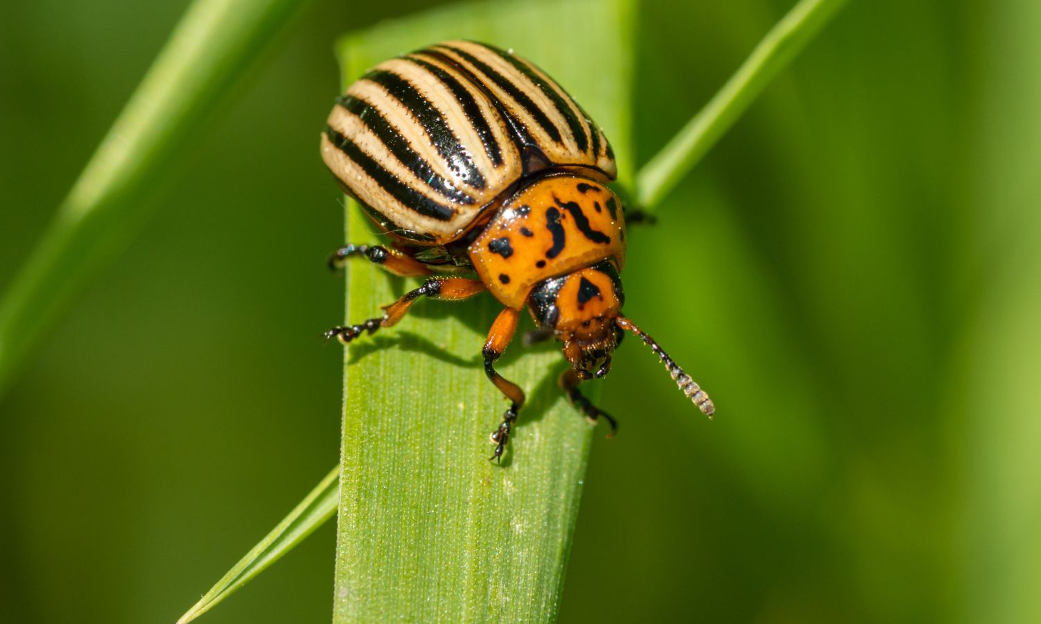 Beetle