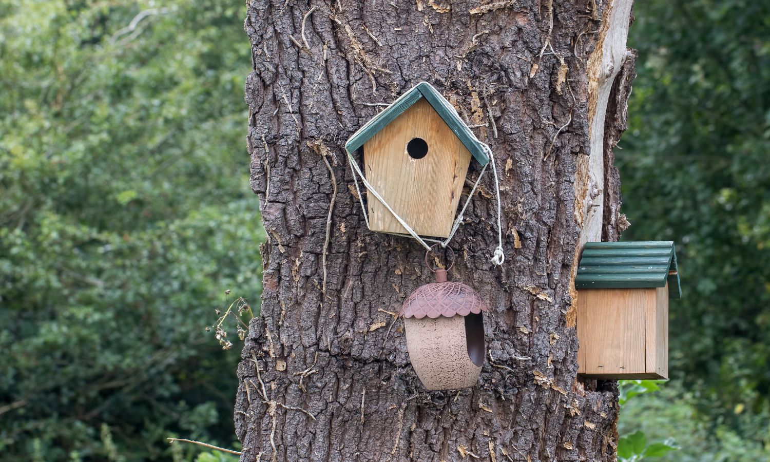 Bird box making