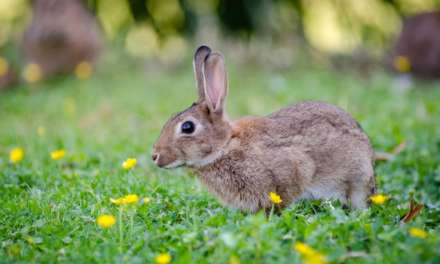 bunny in wildlife