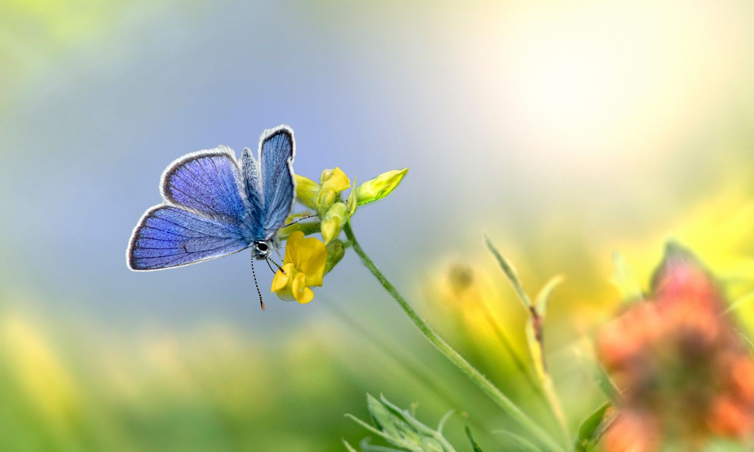 Butterfly (1)