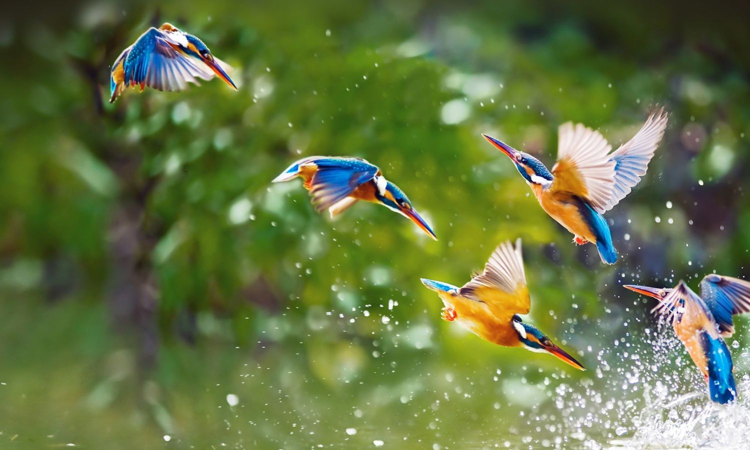 Dawn Chorus