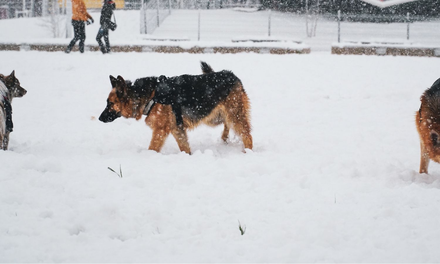 Dogs in snow (1)