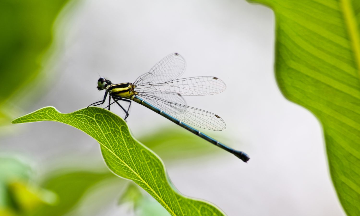 Dragonfly
