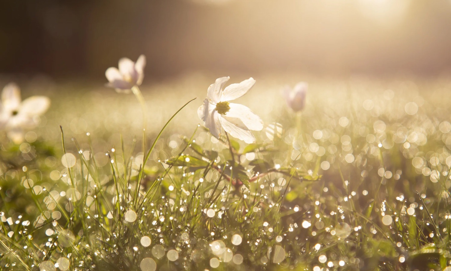 Field with a flower