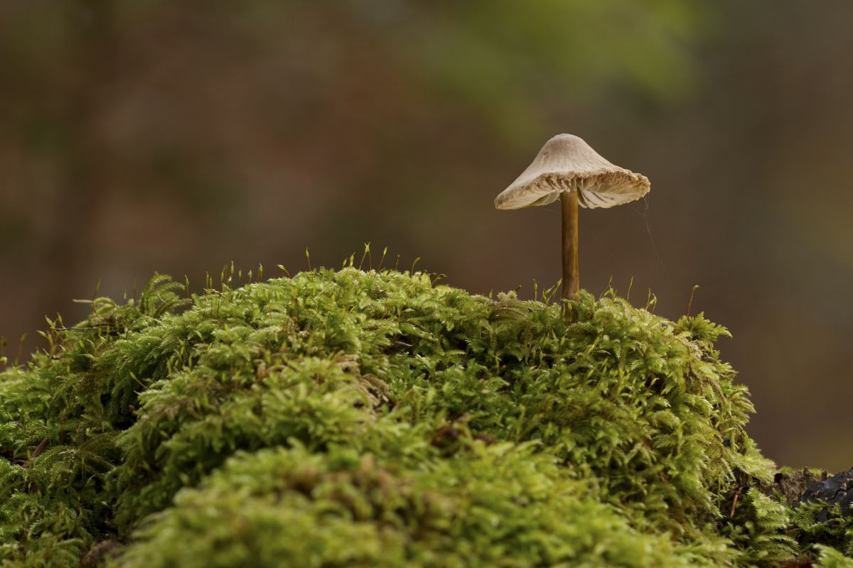 Fungi