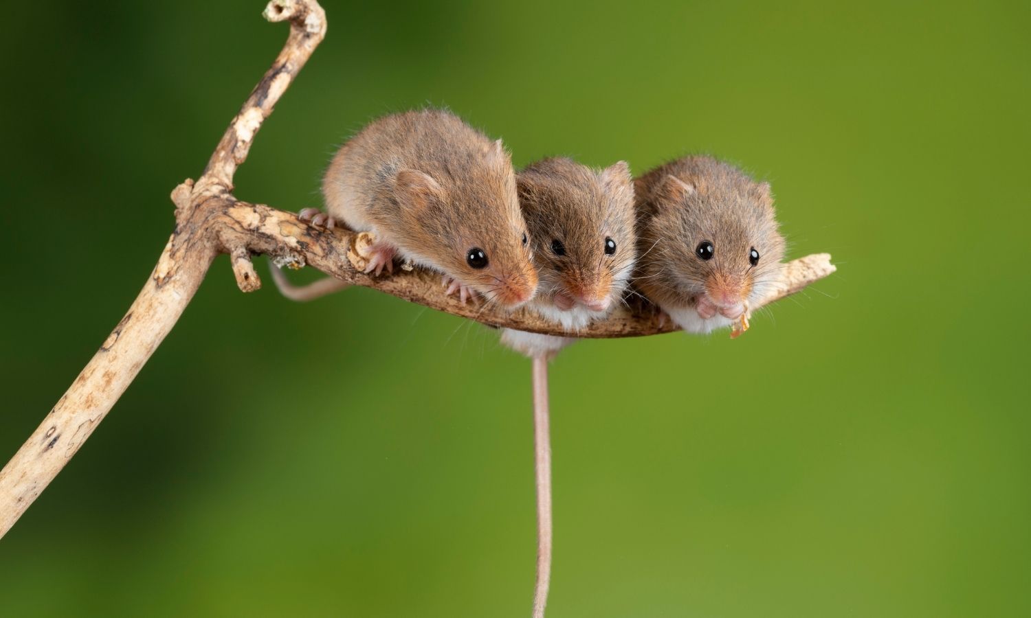 Harvest Mice
