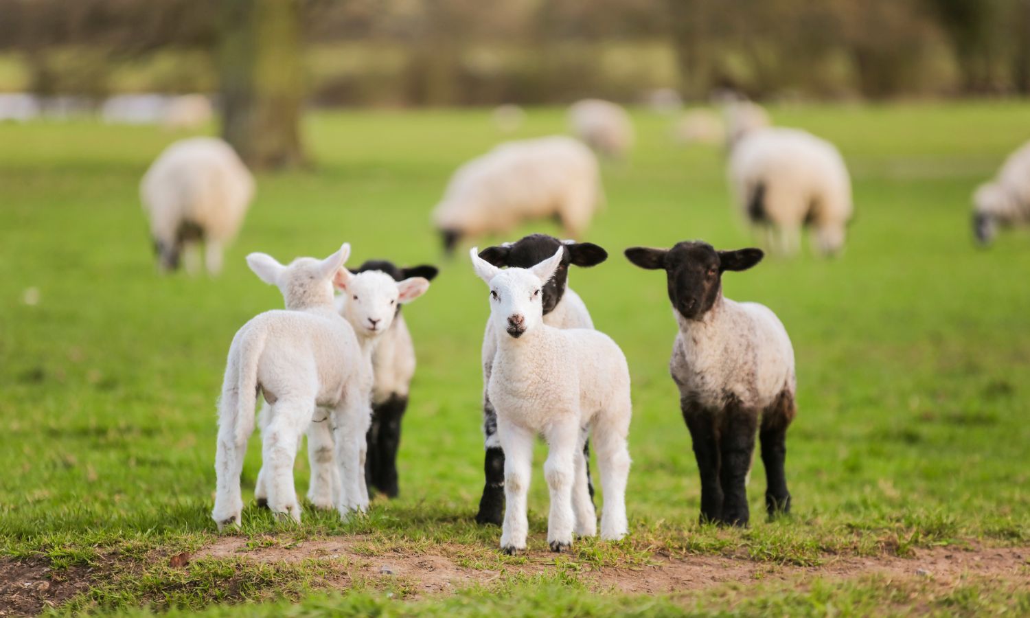 Lambs (1)