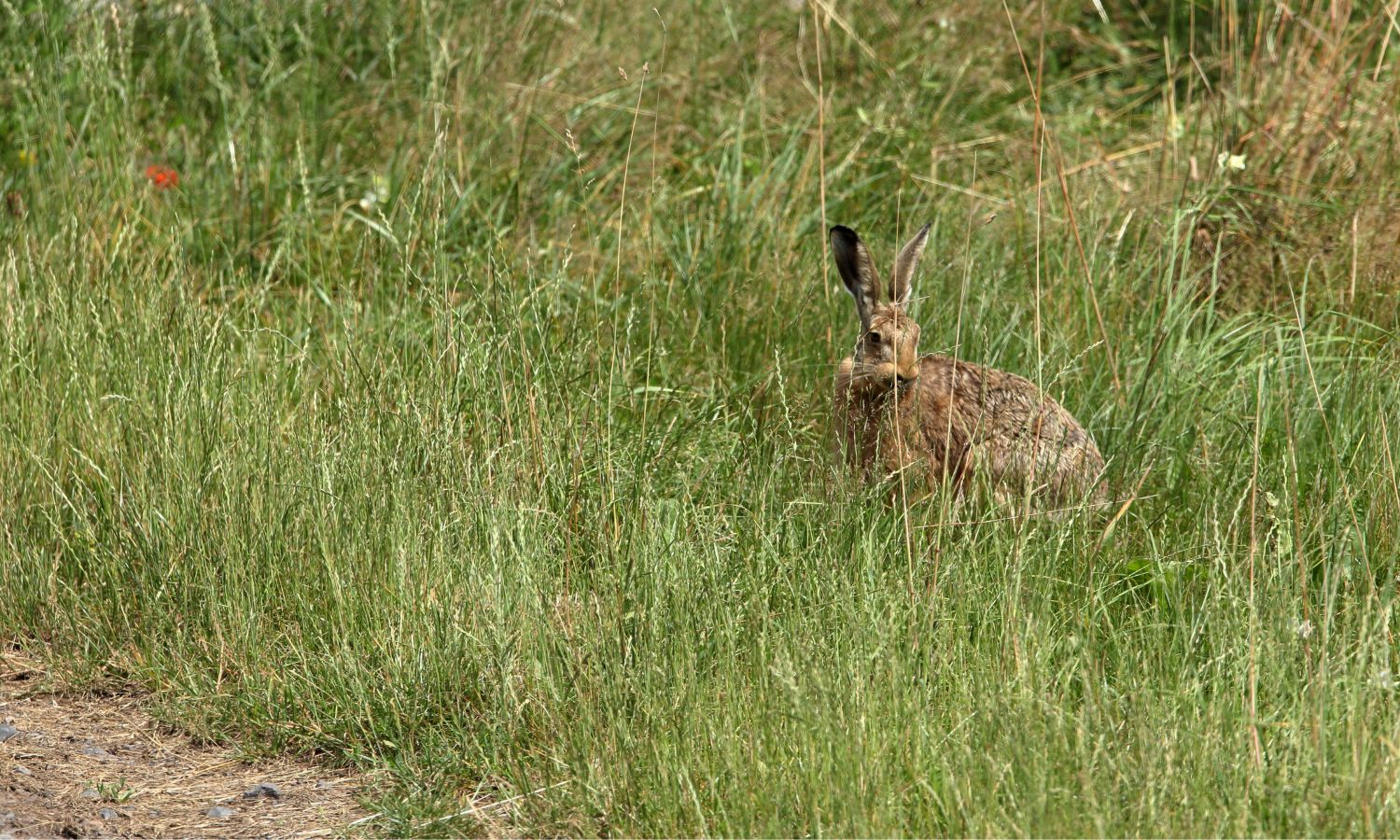 Mammal