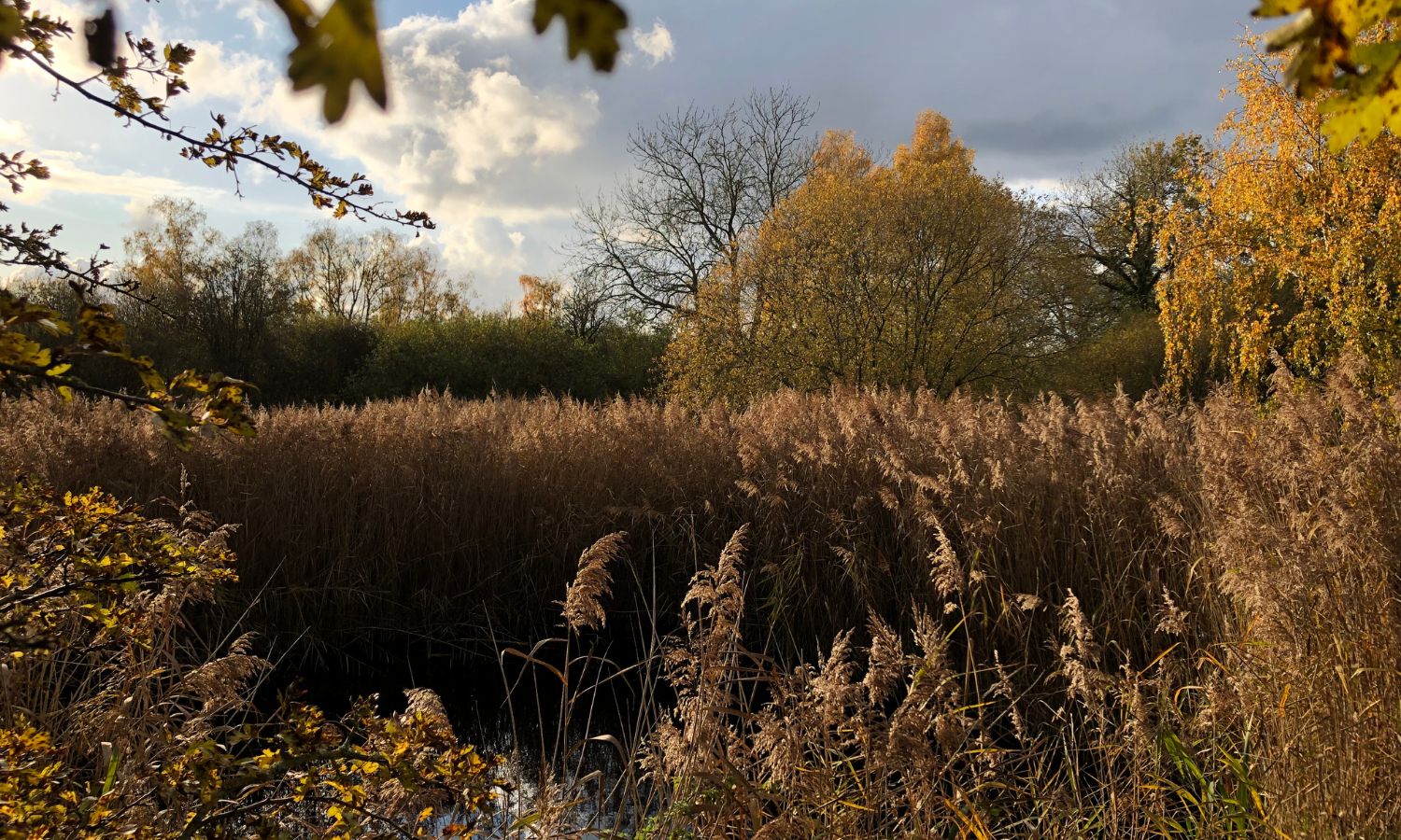 Nature with a lake