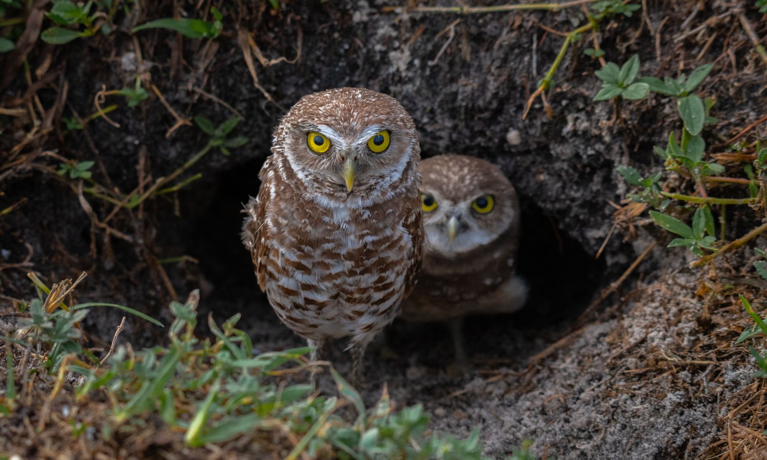 Owl
