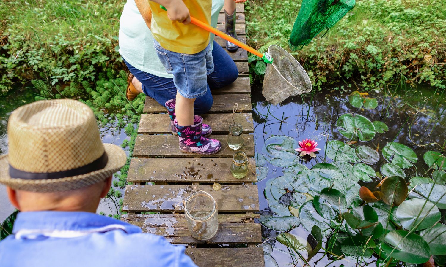 Pond Dipping