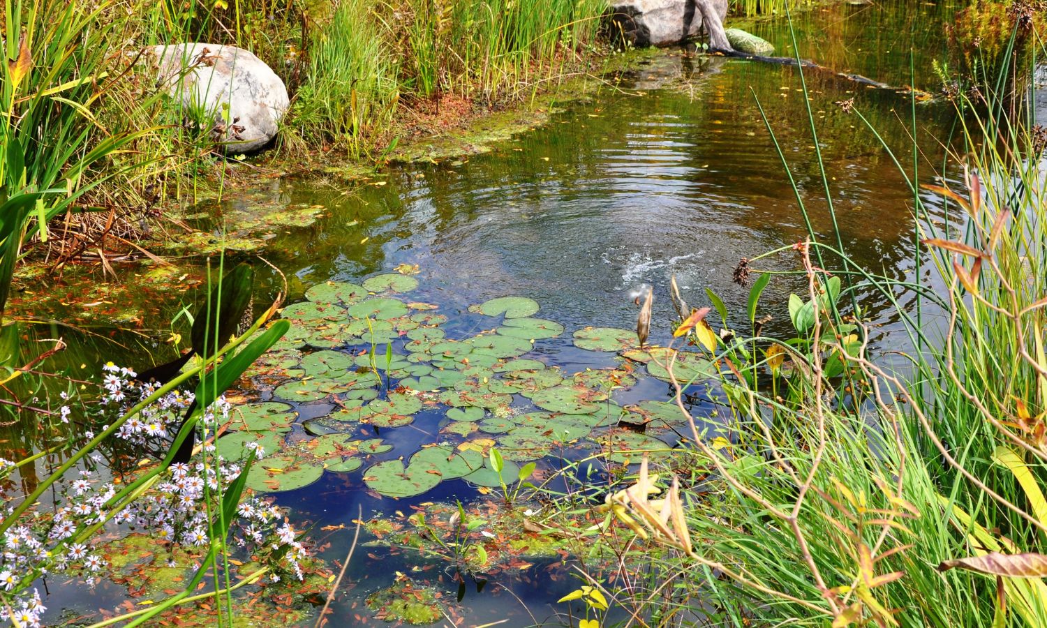 Pond
