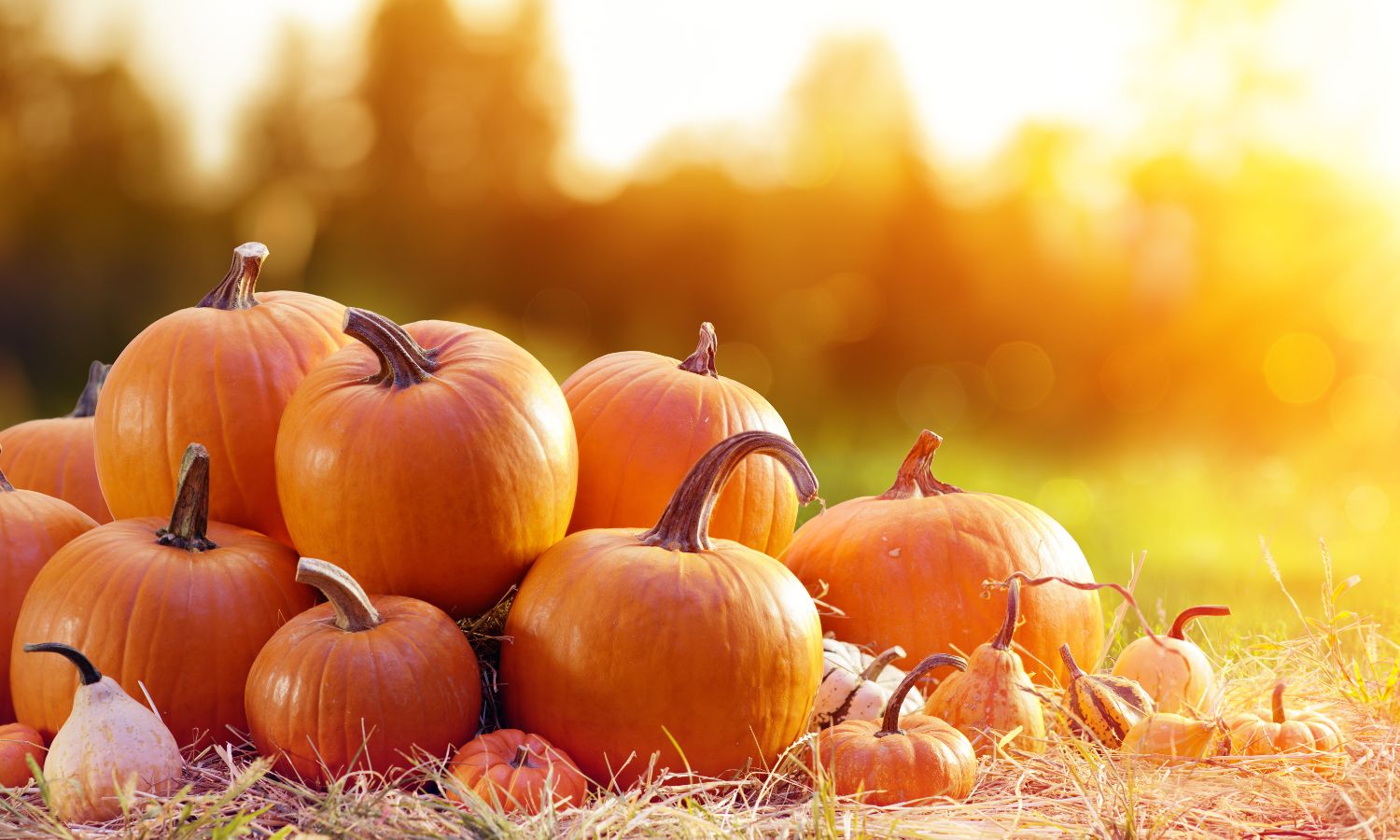 Pumpkin