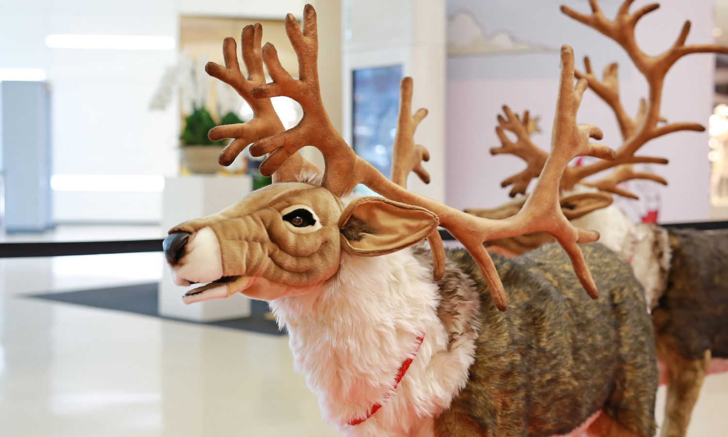 Reindeer