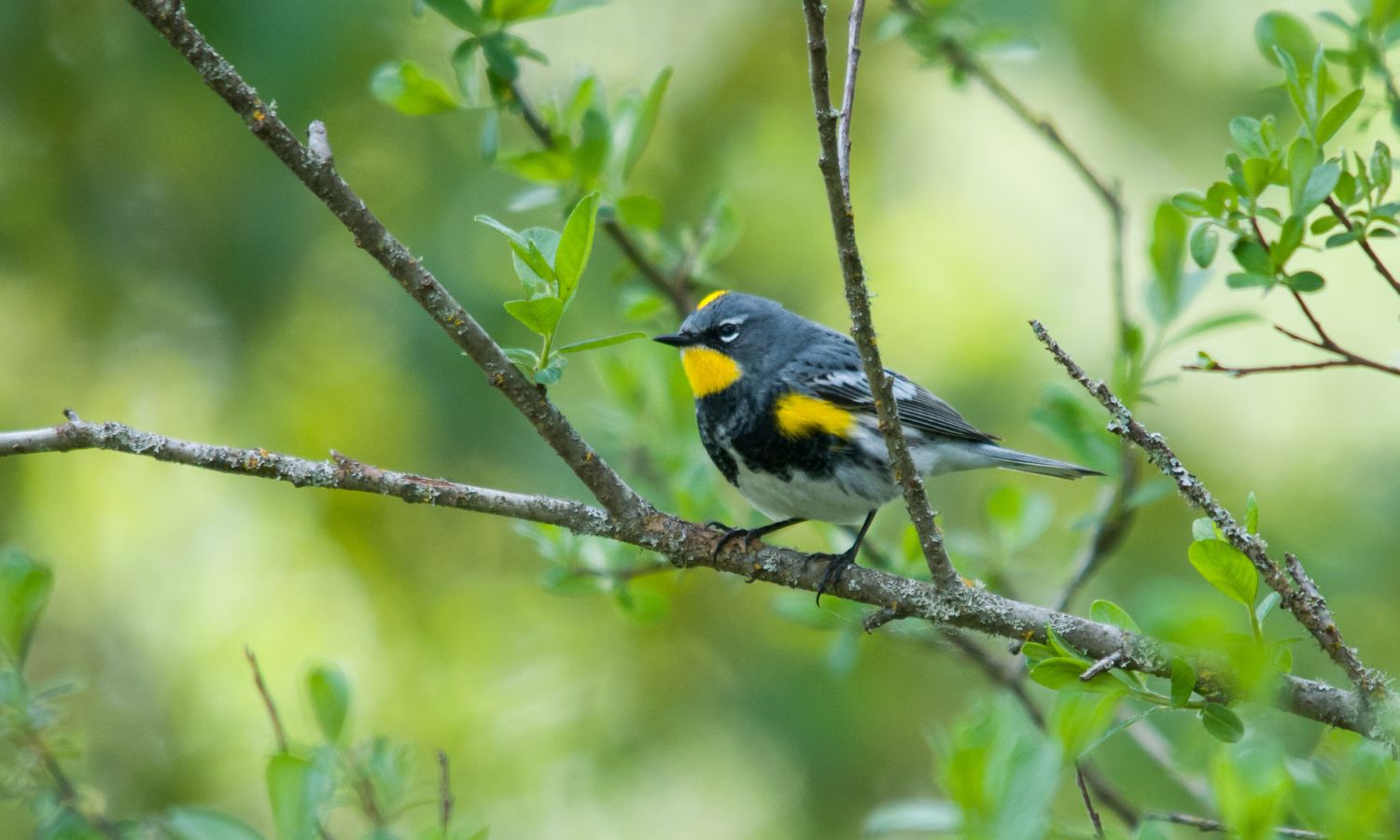 Warbler