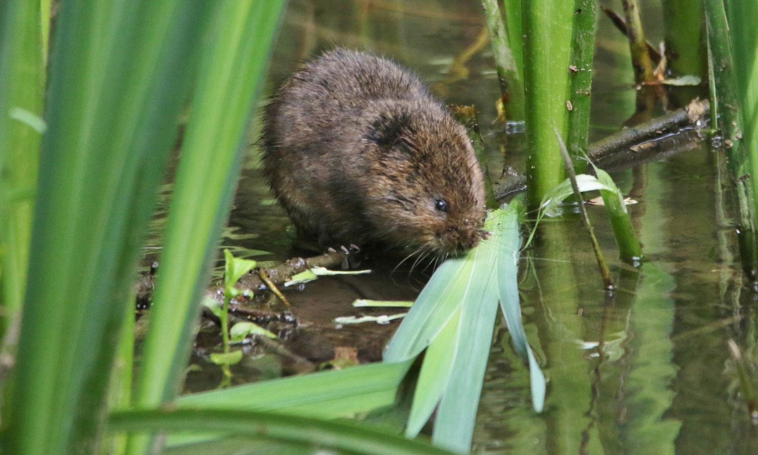 Water Voles