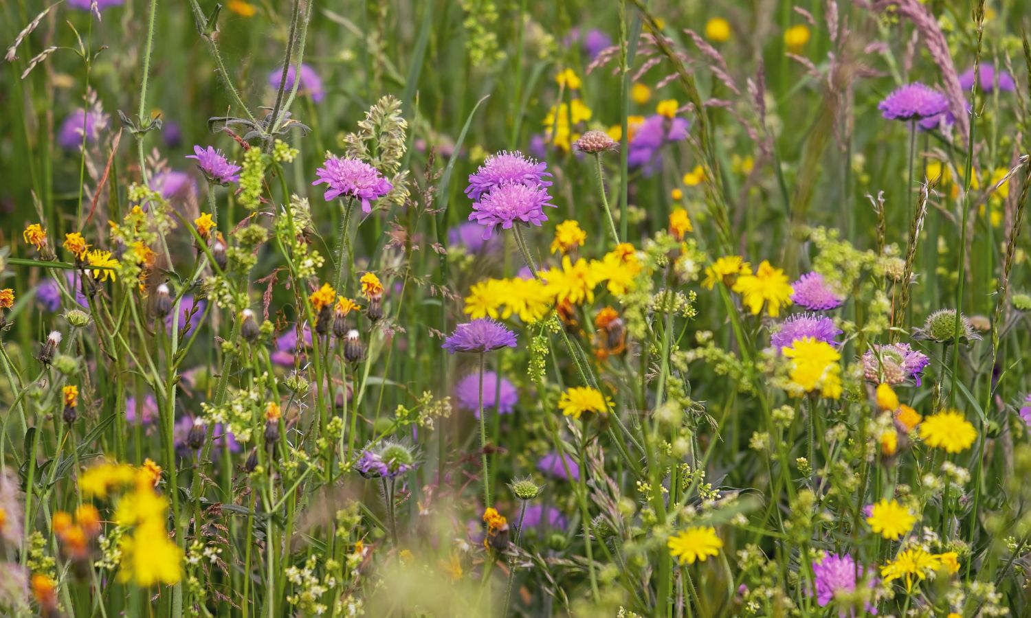Wildflowers