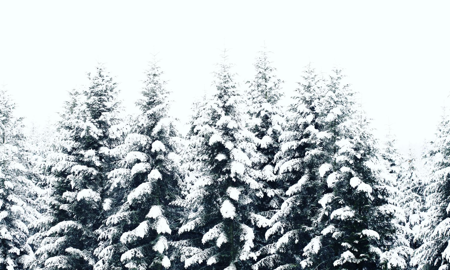 Winter Tree park