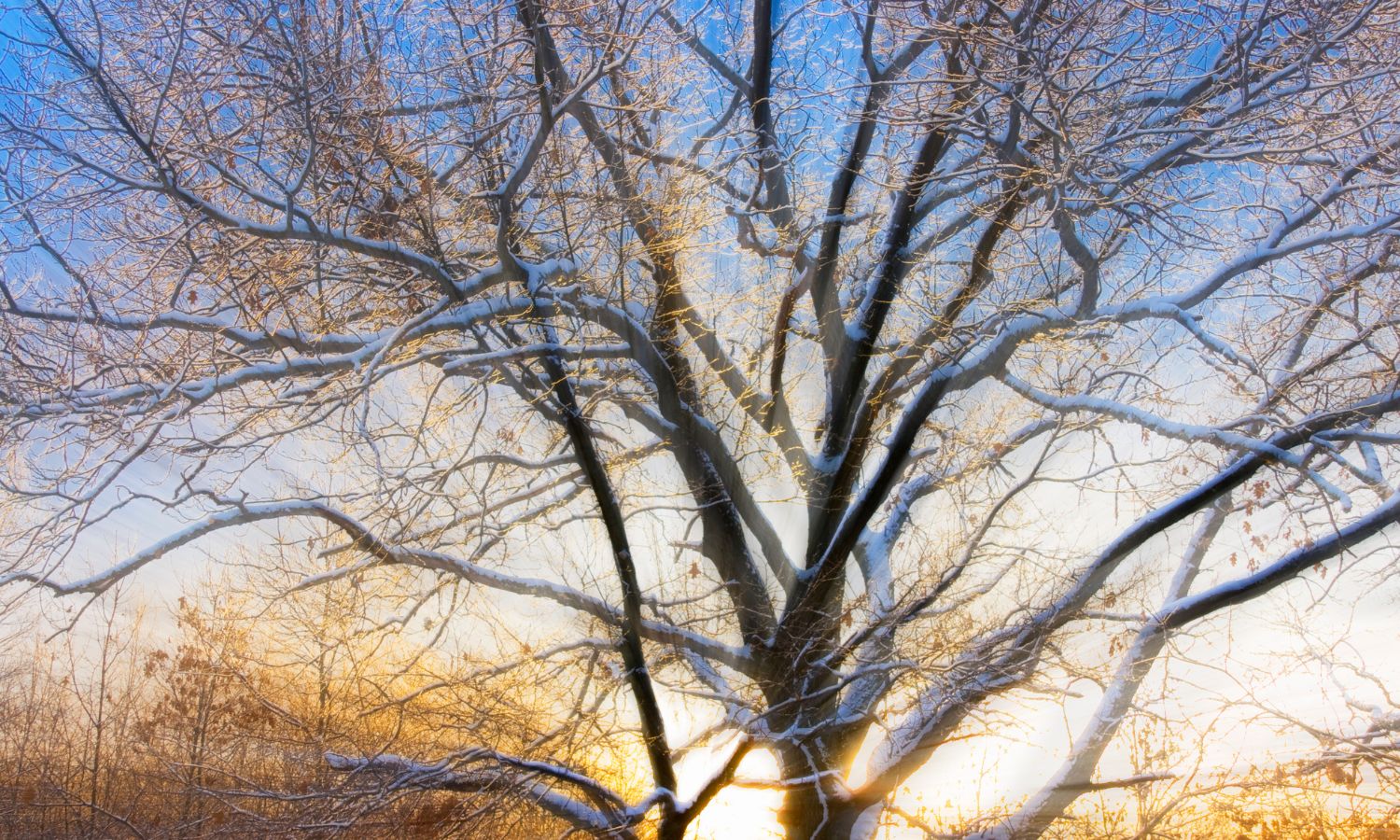 Winter Tree