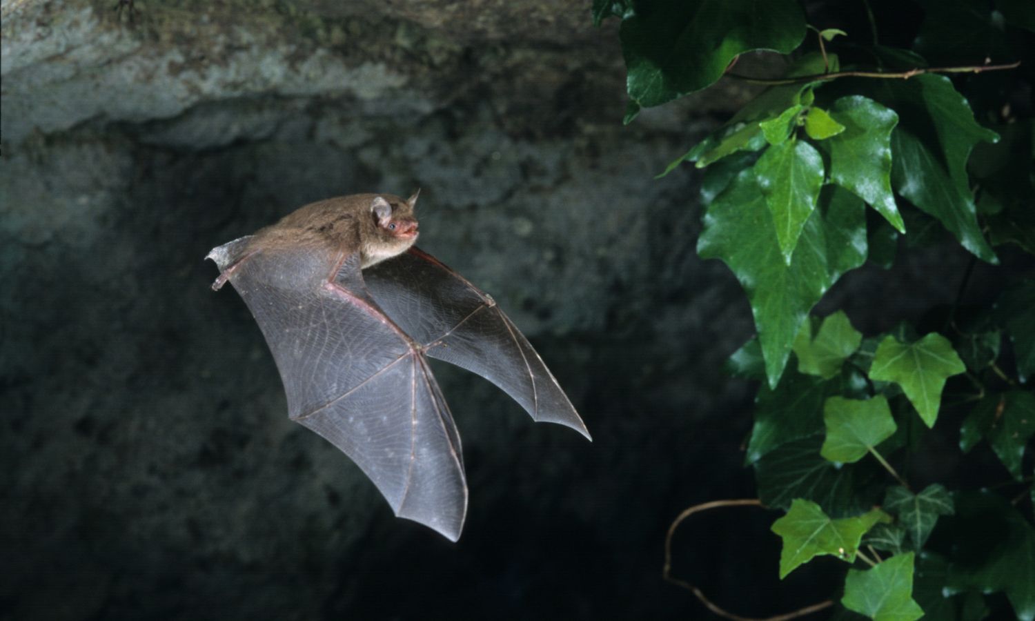 bat