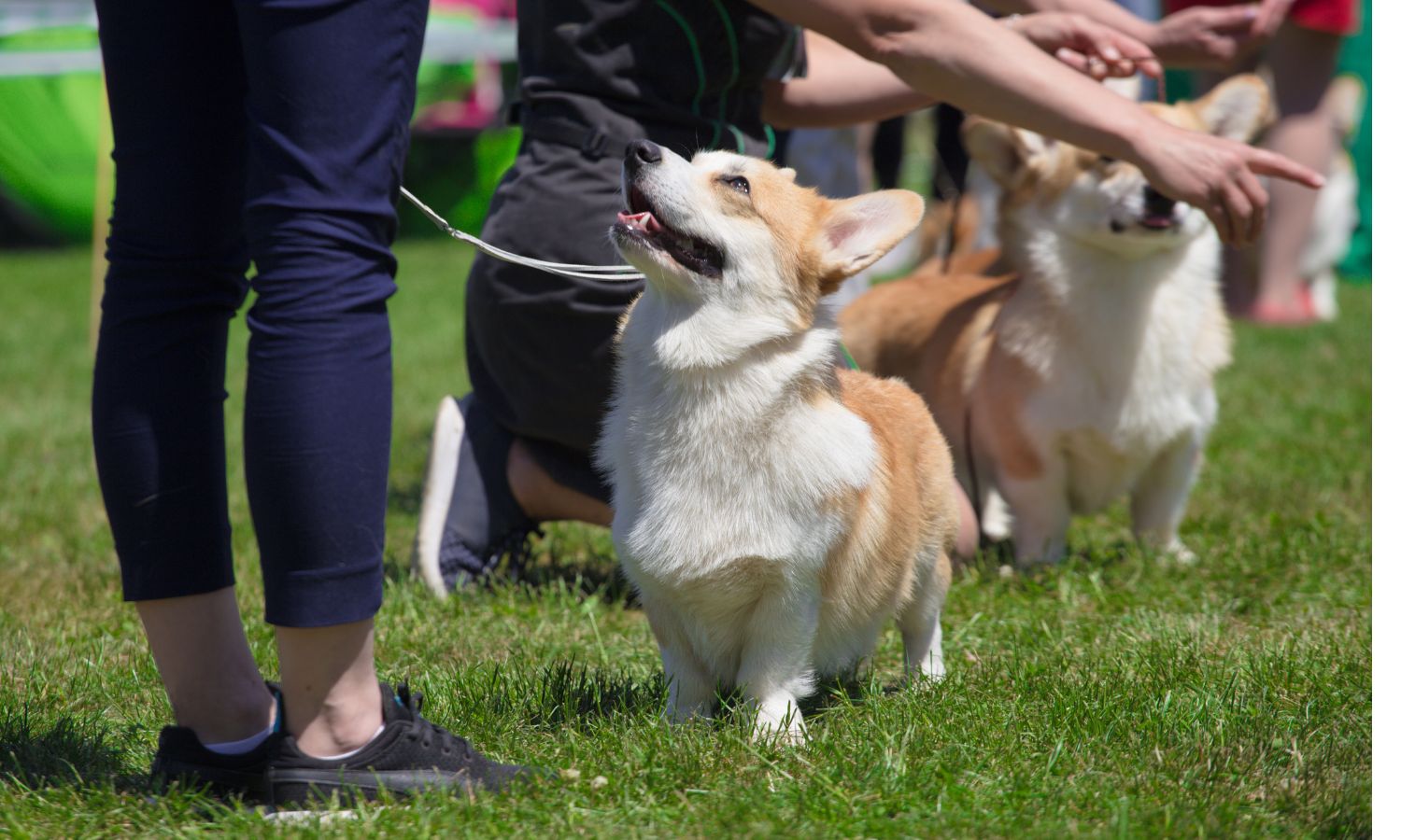 dog show