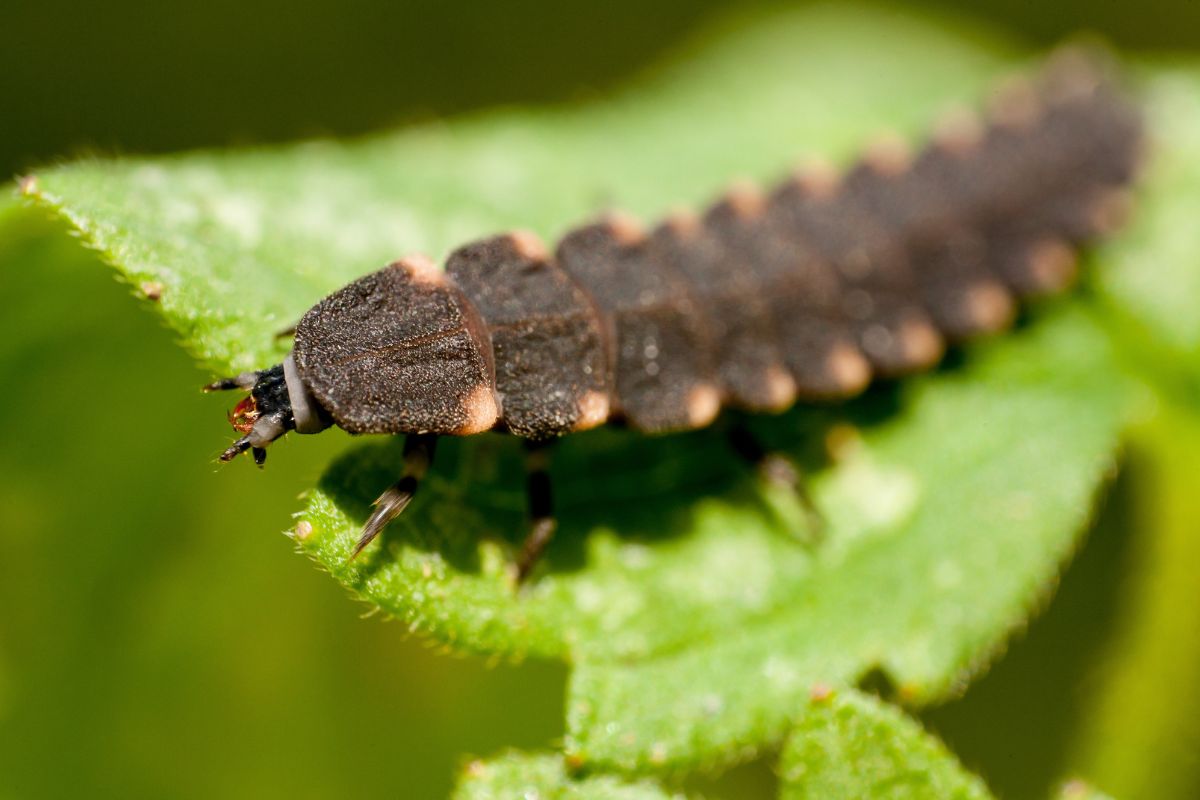 Glow worm