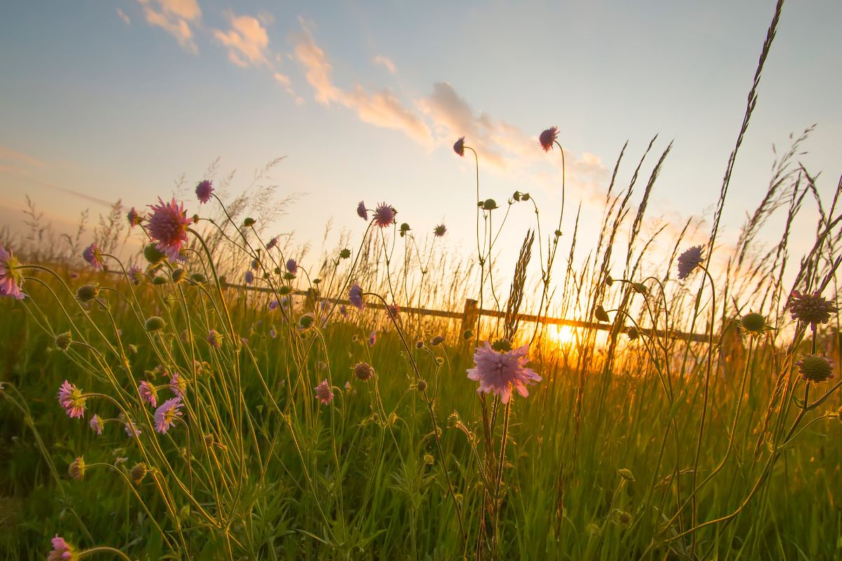Field of wildflowers