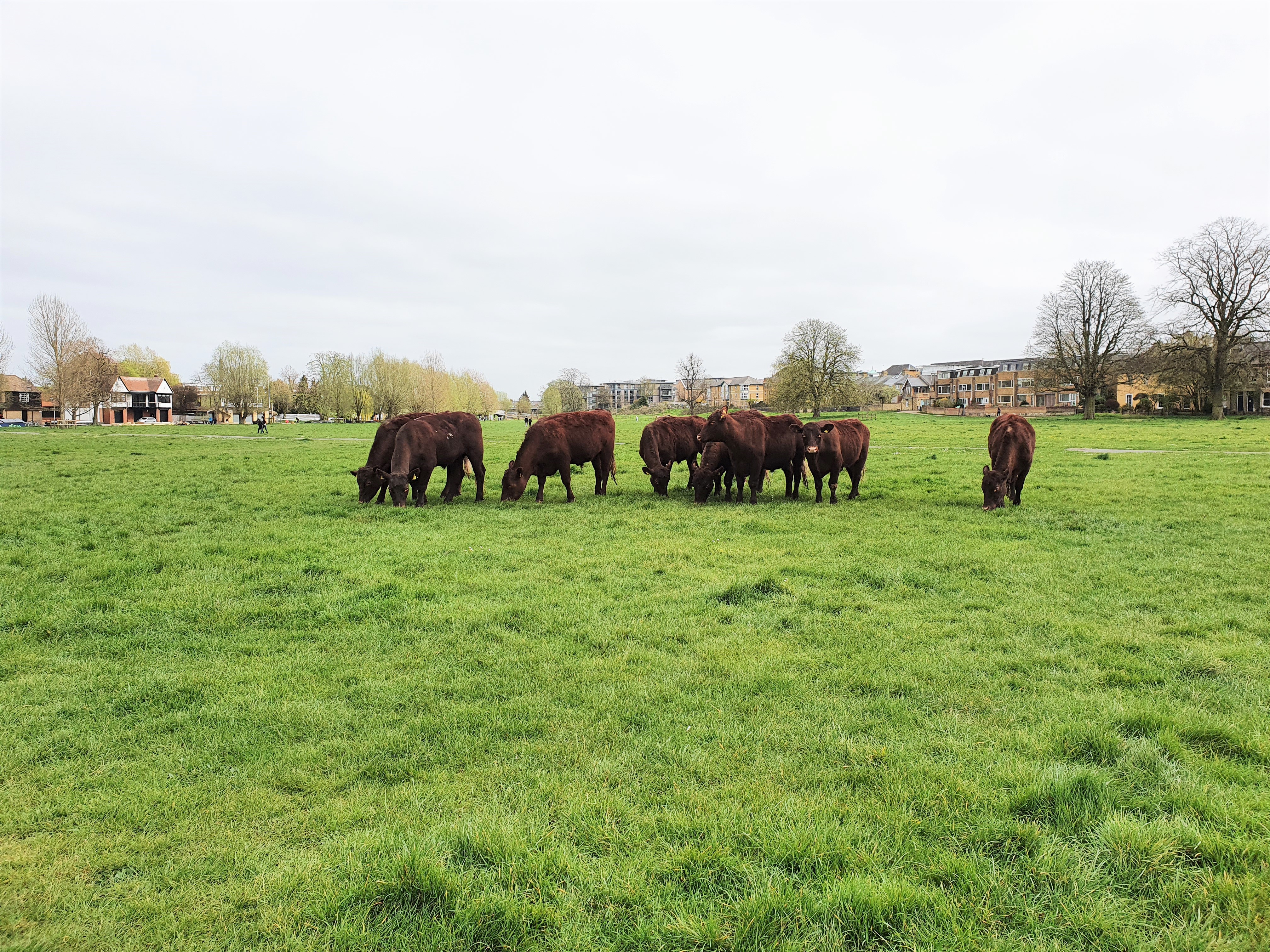 Midsummer Common Cows