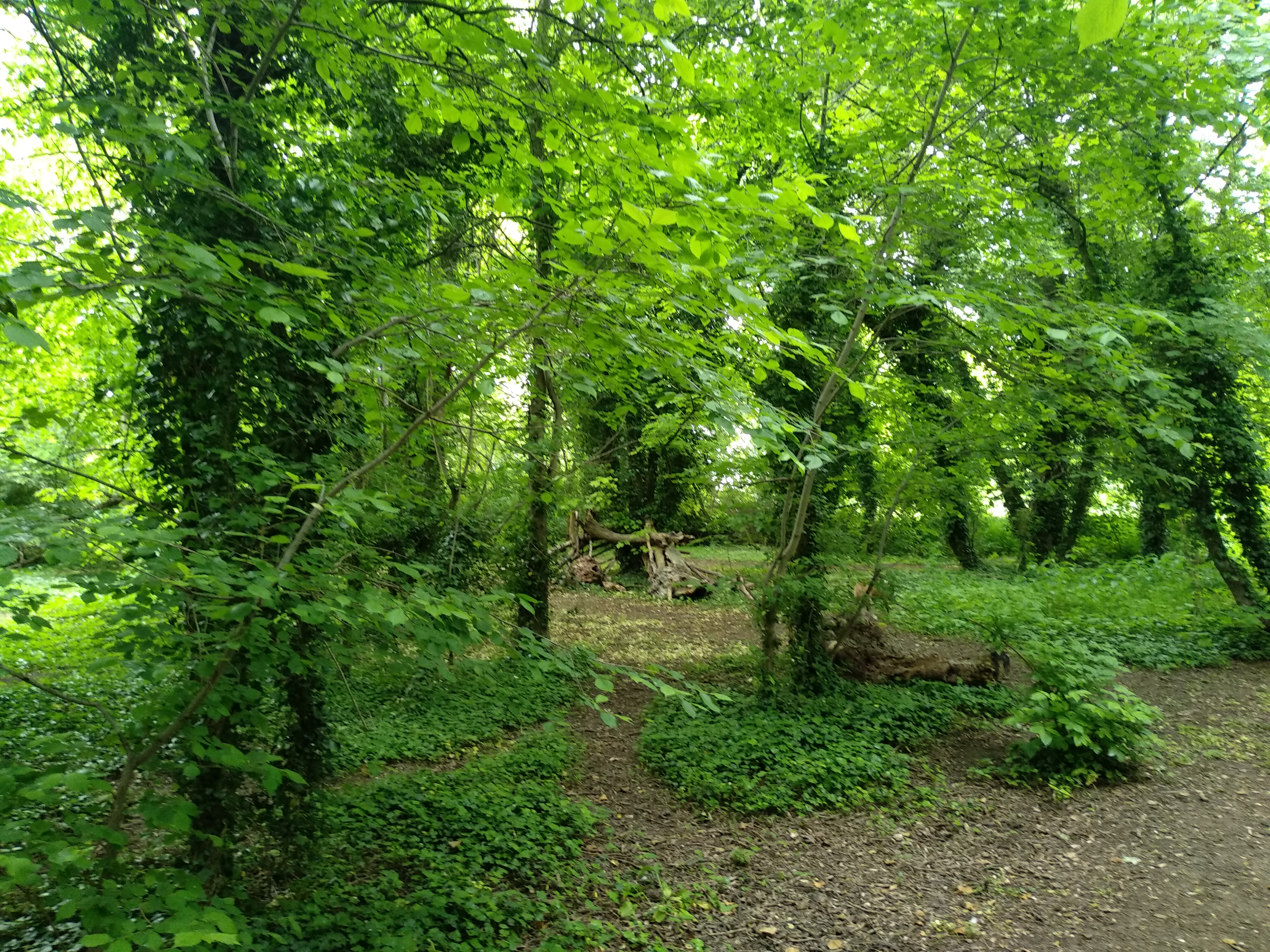 Woods at Melwood Local Nature Reserve 