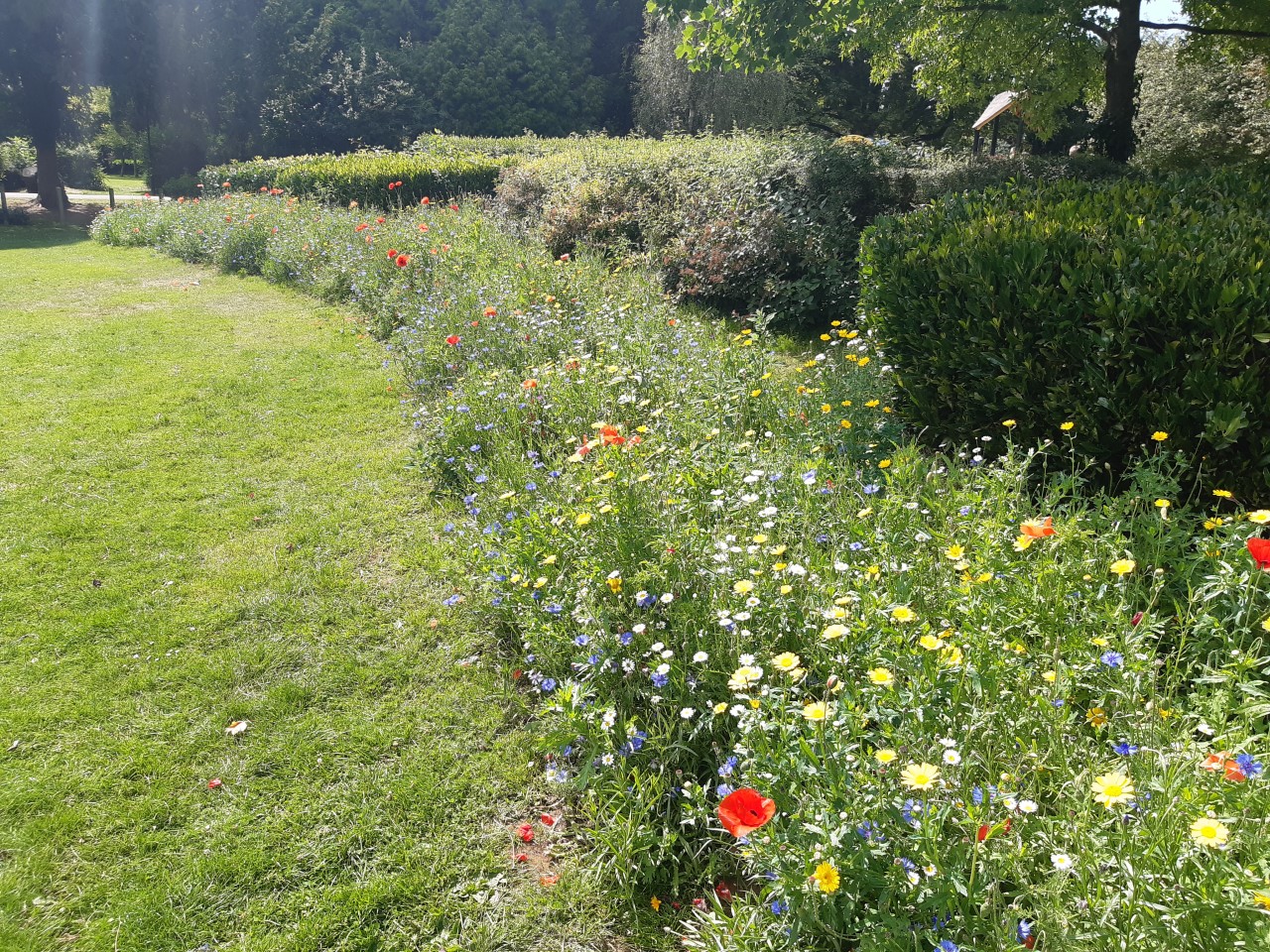 Wildflowers at Central Park 